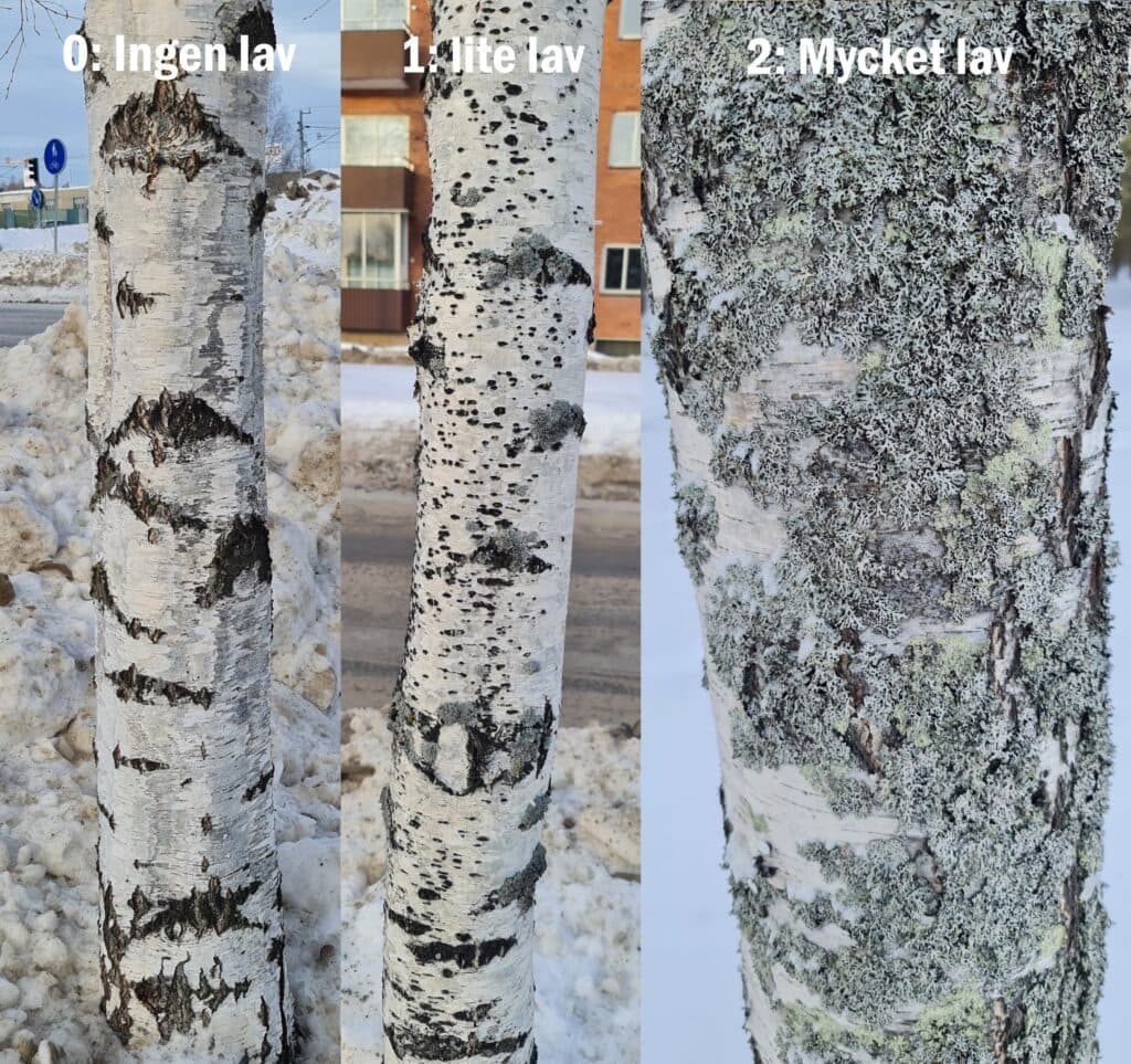 Nivåer av lav